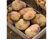 Cara Seed Potatoes (Maincrop - 1 kg)